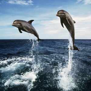Indonesia-Bali Dolphin- 4 days 3 nights Package