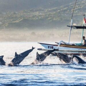 Indonesia-Bali Dolphin- 5 days 4 nights Package